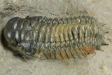 Two Crotalocephalina Trilobites - Atchana, Morocco #352682-2